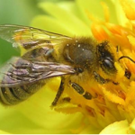 Albinele şi miraculosul